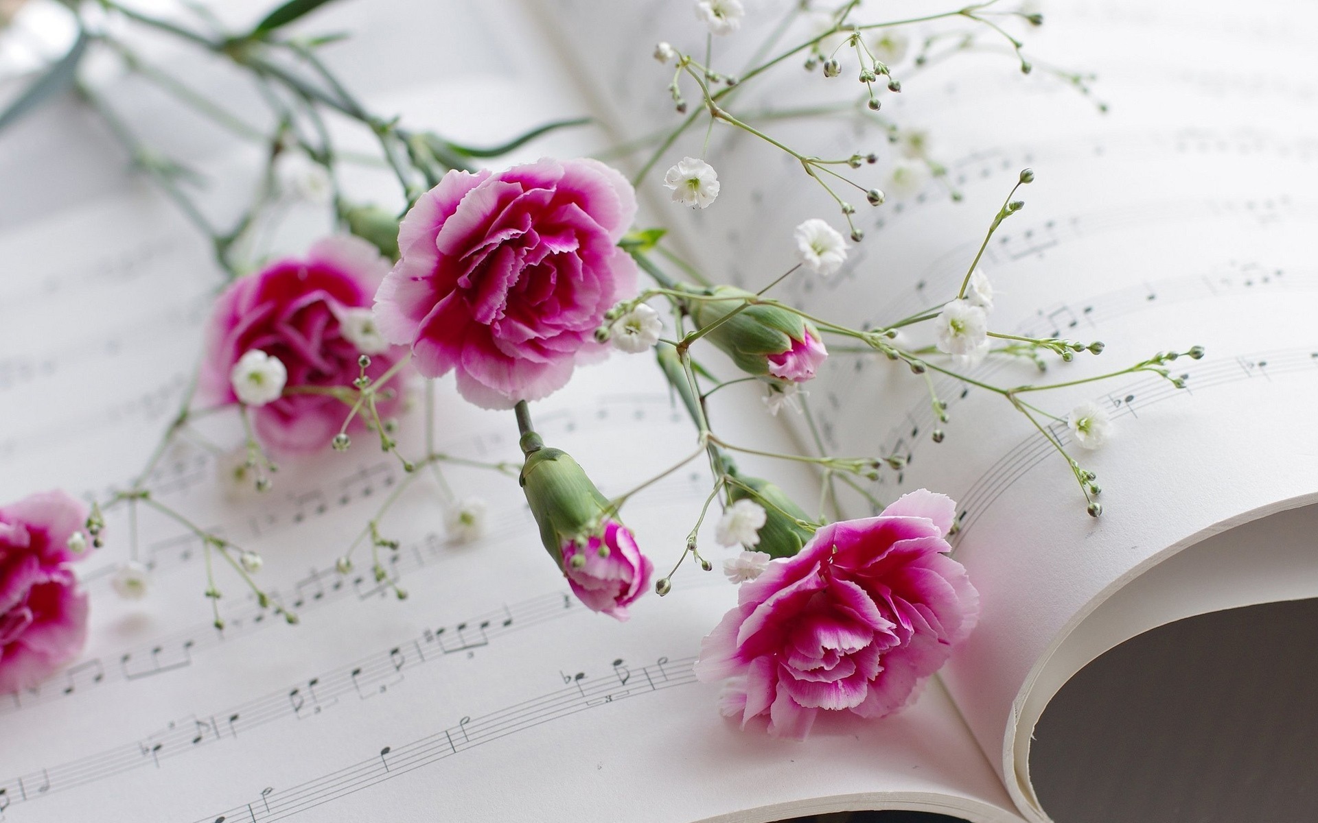 Carnations-flowers-book-musical-scores_1920x1200
